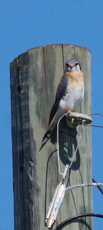 American Kestrel - ML628753648