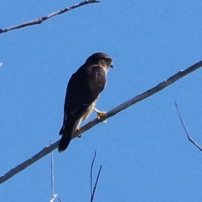 Хайргууна шонхор - ML628753703