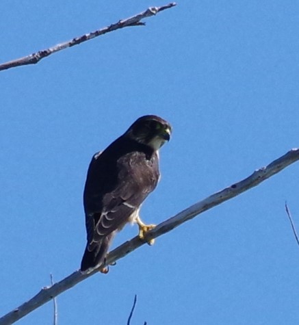 Хайргууна шонхор - ML628753704