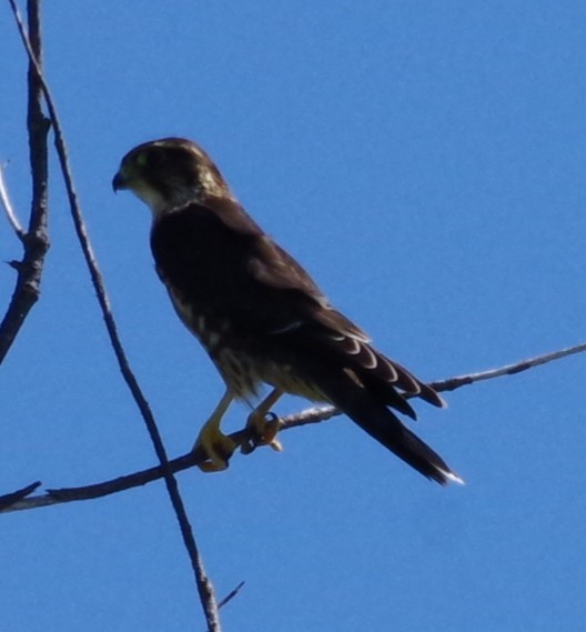 Хайргууна шонхор - ML628753705