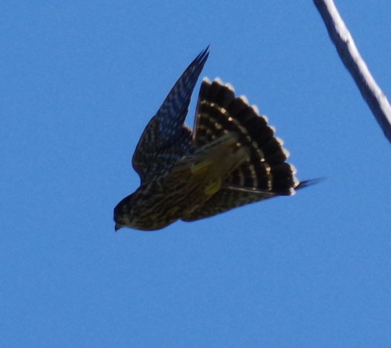 Хайргууна шонхор - ML628753706