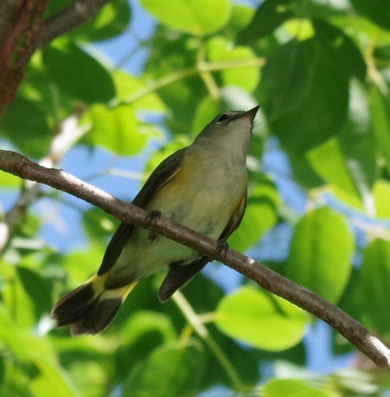 American Redstart - ML628753766