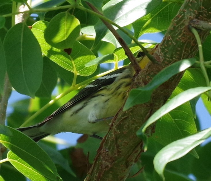 Black-throated Green Warbler - ML628753810