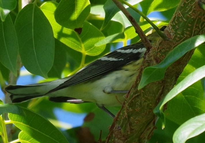 Black-throated Green Warbler - ML628753811