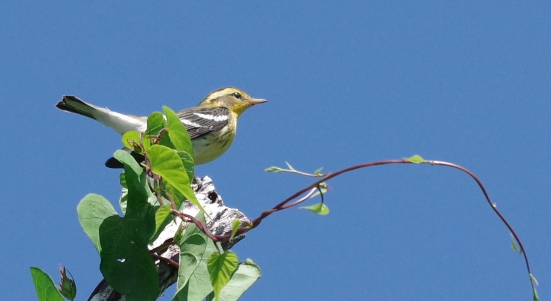 Black-throated Green Warbler - ML628753812