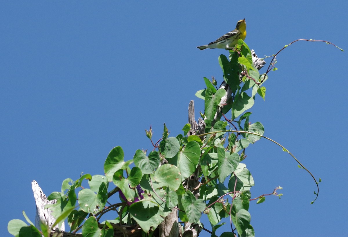 Black-throated Green Warbler - ML628753813