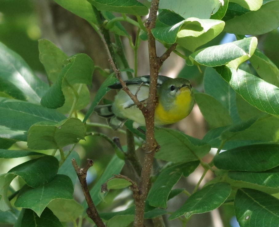 Northern Parula - ML628753870