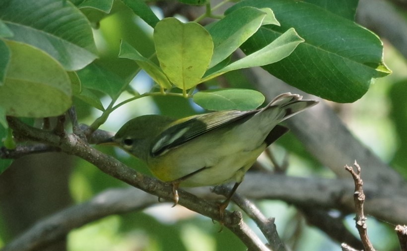 Northern Parula - ML628753871