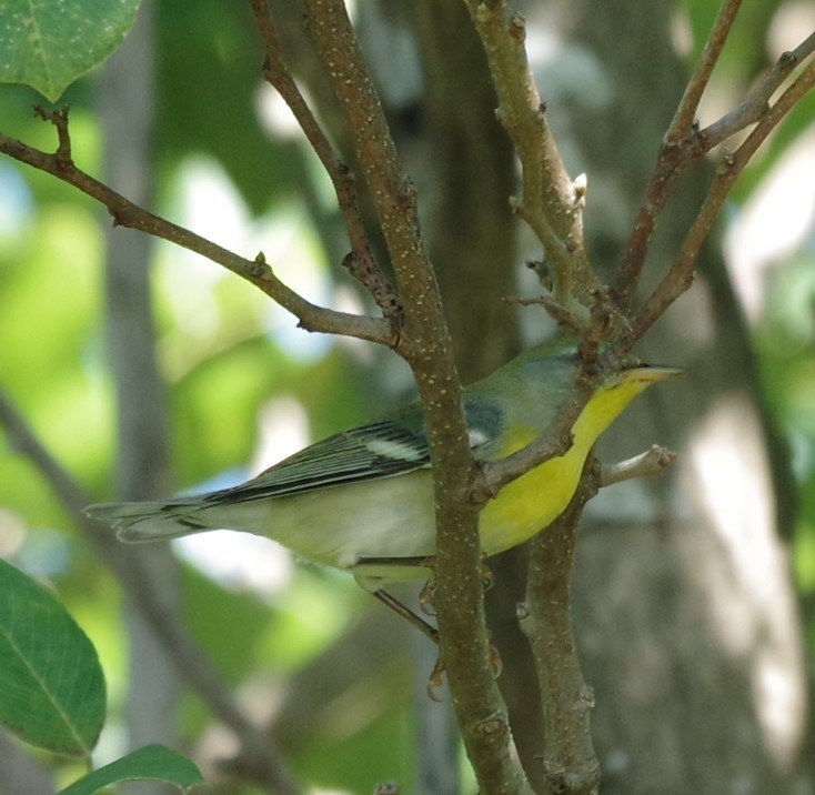 Northern Parula - ML628753873