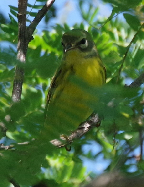 Prairie Warbler - ML628753926