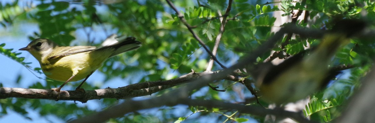 Prairie Warbler - ML628753927