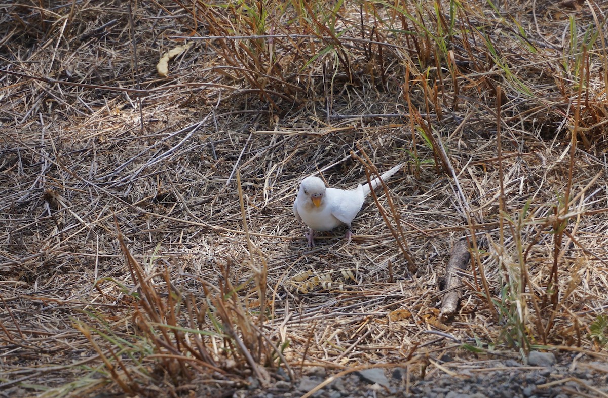 Budgerigar (Domestic type) - ML628753939