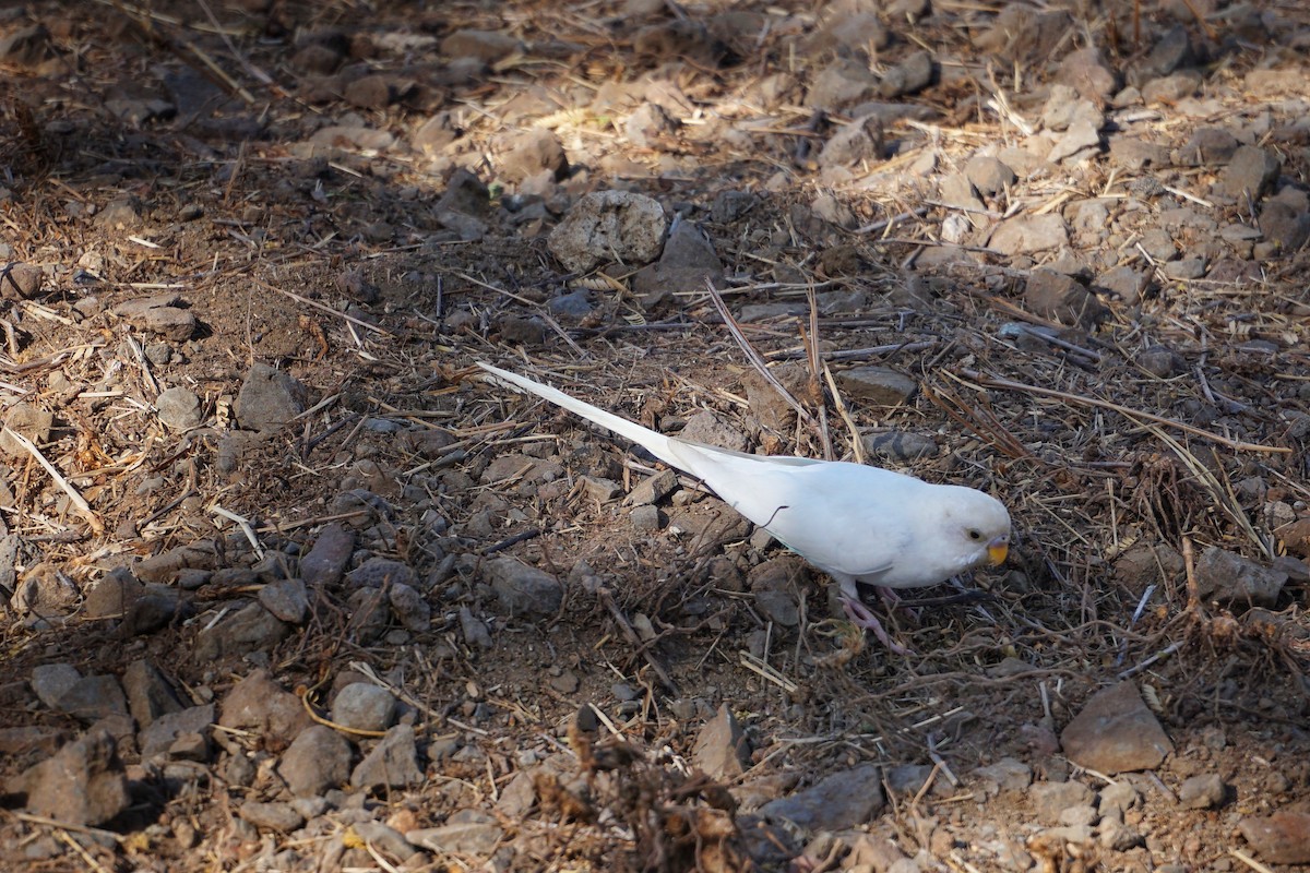 Budgerigar (Domestic type) - ML628753942