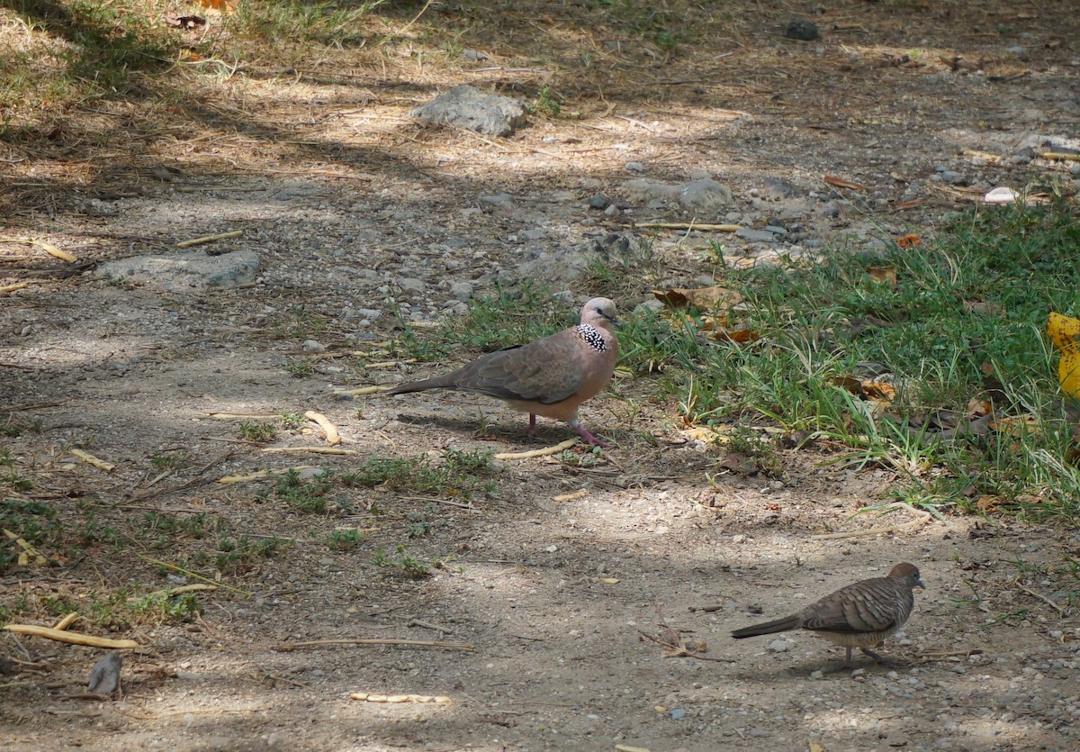 Spotted Dove - ML628753960