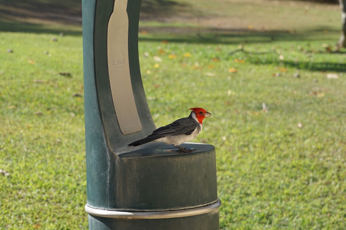 Red-crested Cardinal - ML628753967