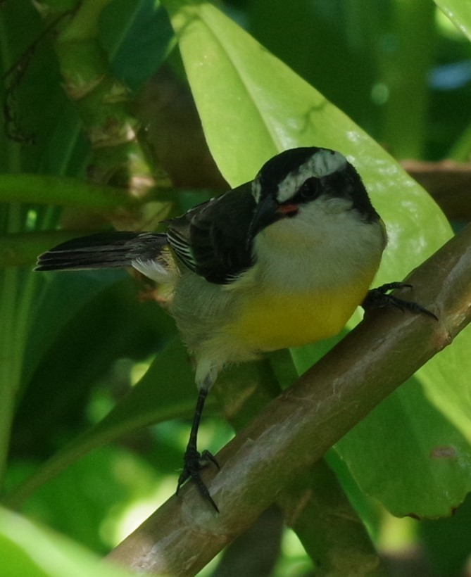 Bananaquit - ML628753971