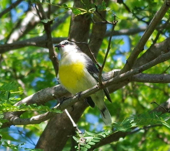 Bananaquit - ML628753972