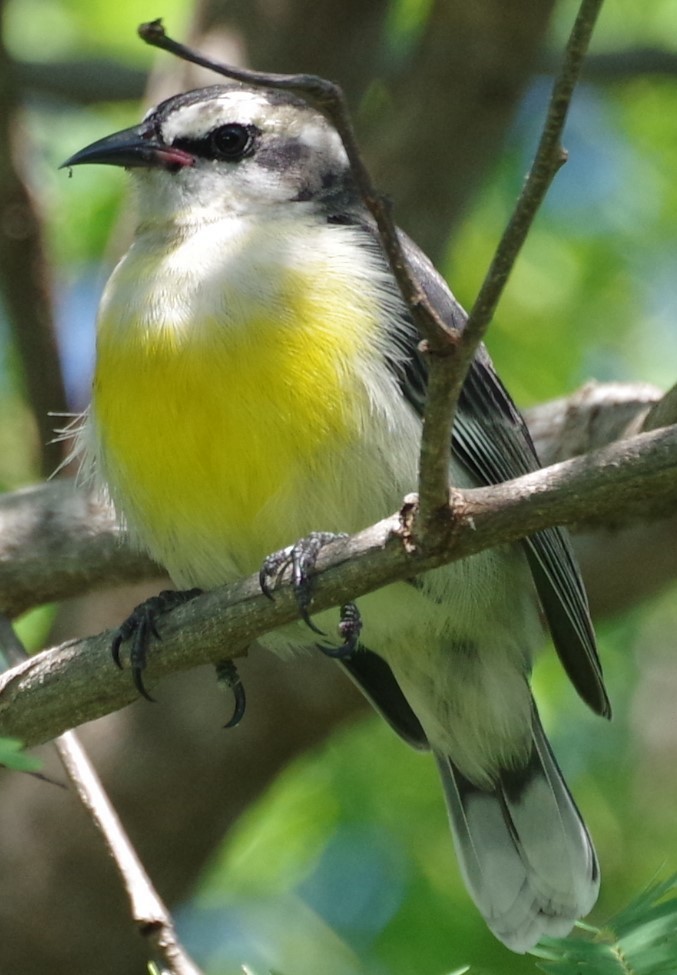 Bananaquit - ML628753973