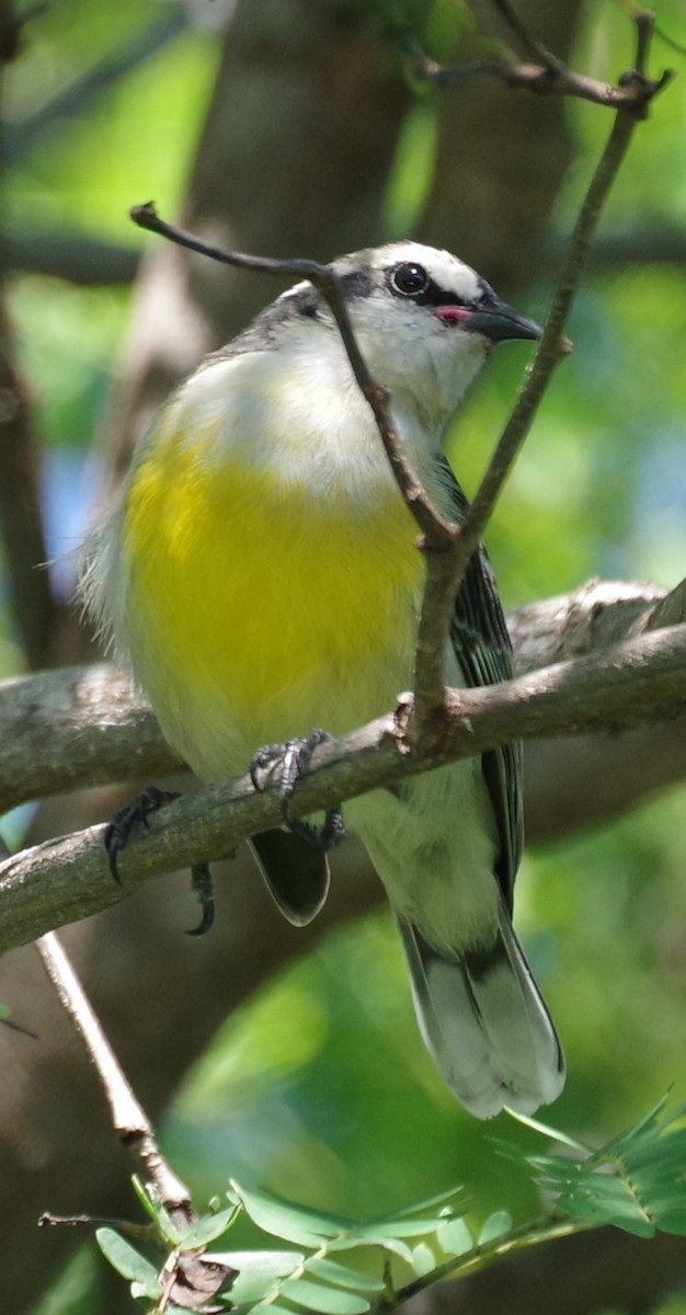 Bananaquit - ML628753974