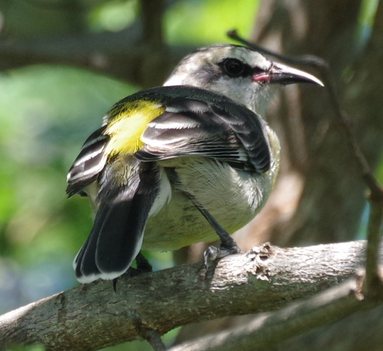 Bananaquit - ML628753975