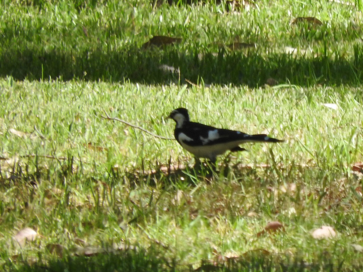 Magpie-lark - ML628754044