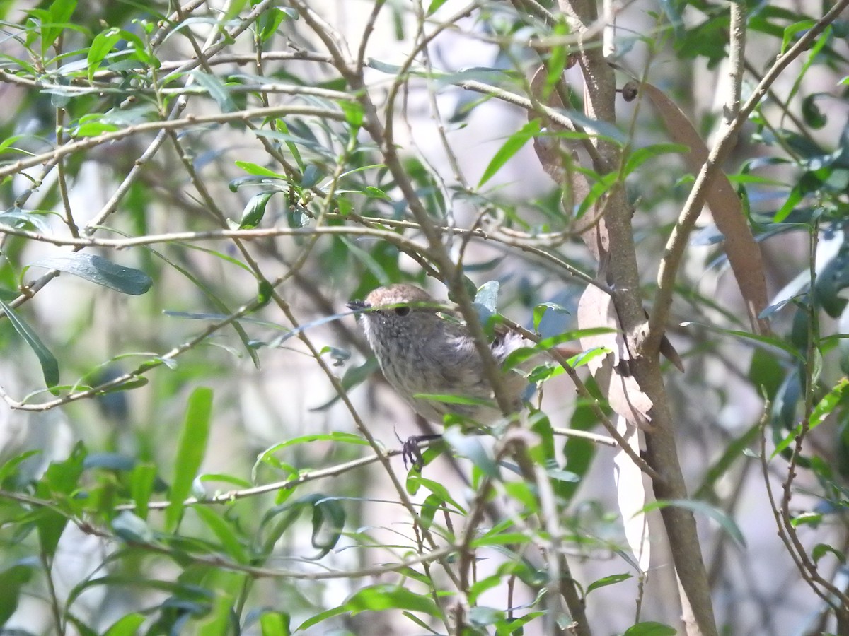 Brown Thornbill - ML628754047