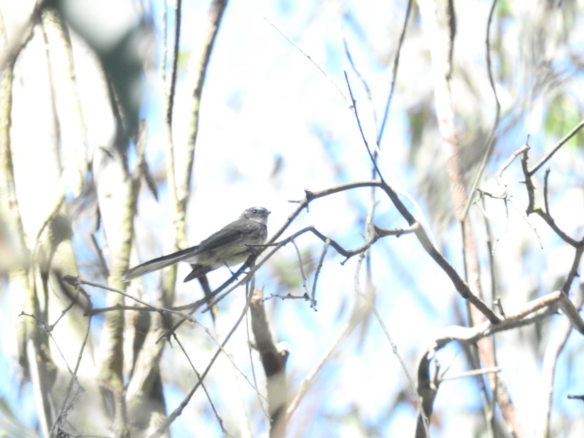 Gray Fantail - ML628754054