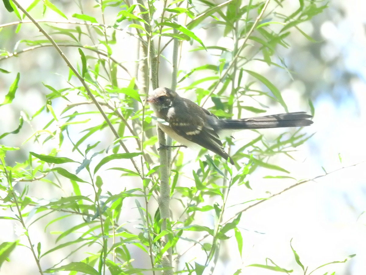 Gray Fantail - ML628754055