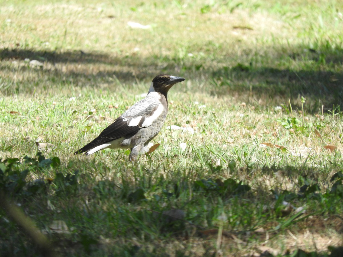 Australian Magpie - ML628754059