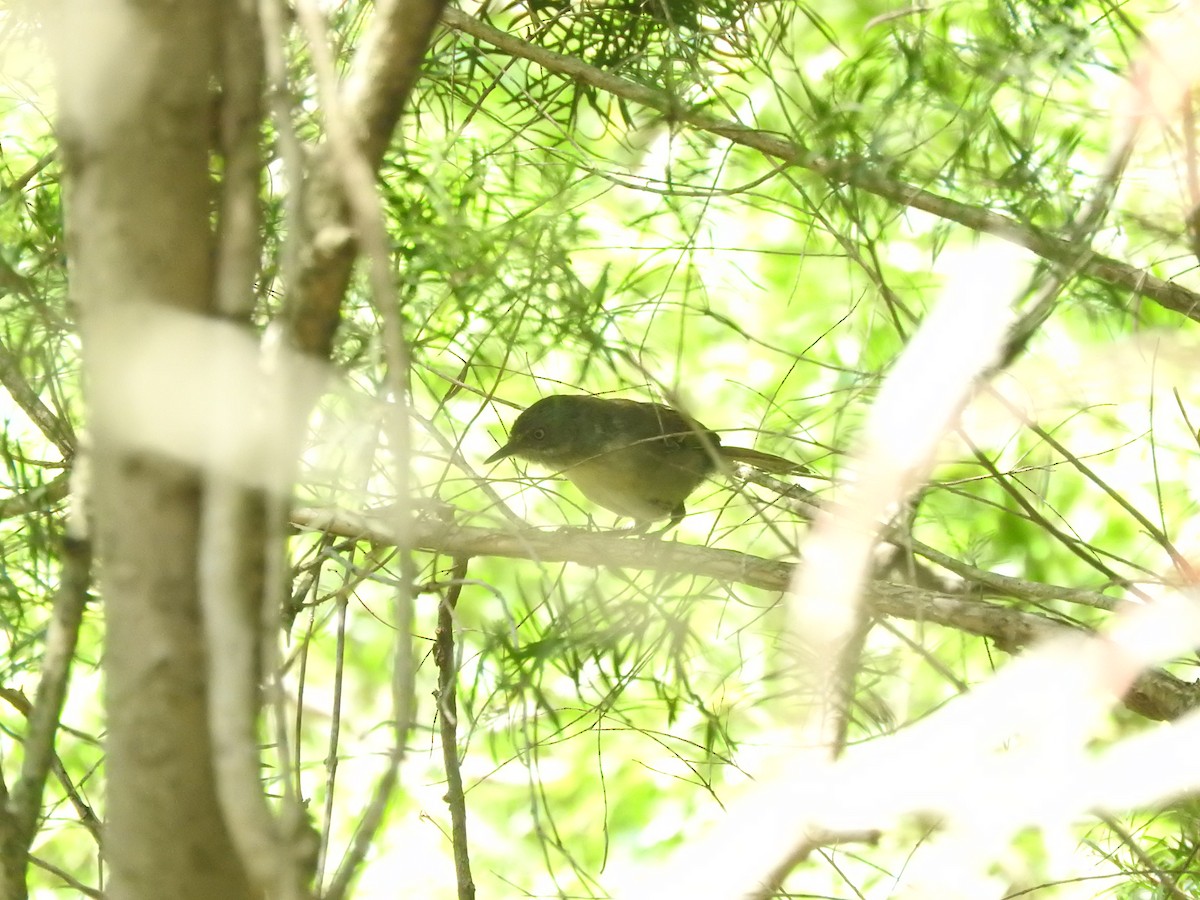 White-browed Scrubwren - ML628754063