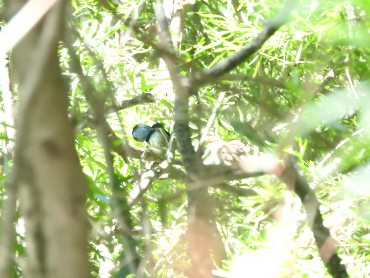 Superb Fairywren - ML628754065
