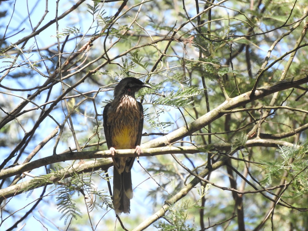 Red Wattlebird - ML628754073