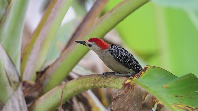 Golden-fronted Woodpecker - ML628754302
