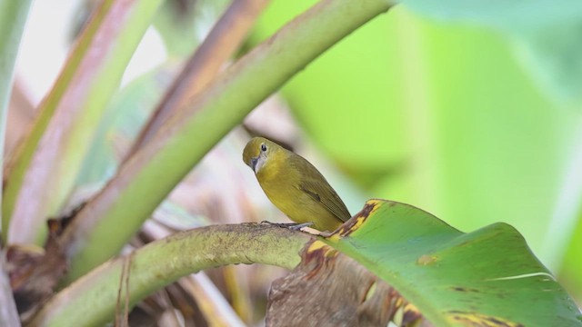 Summer Tanager - ML628754318