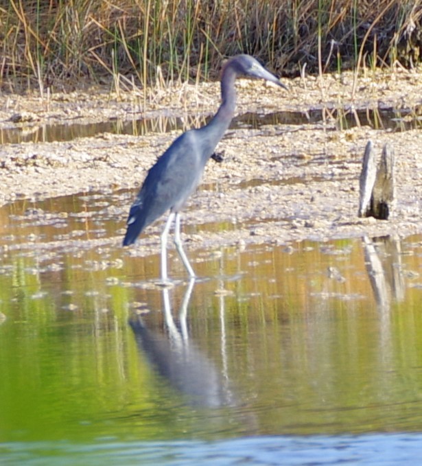 Little Blue Heron - ML628754333