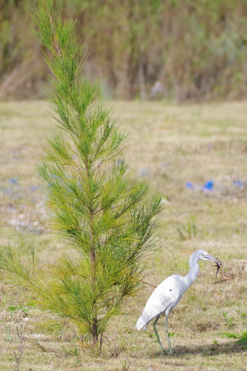 Little Blue Heron - ML628754334