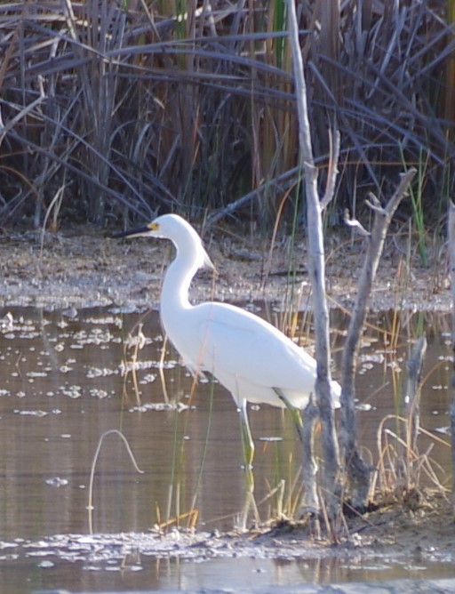 Snowy Egret - ML628754344