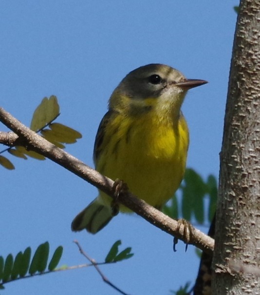 Prairie Warbler - ML628754358