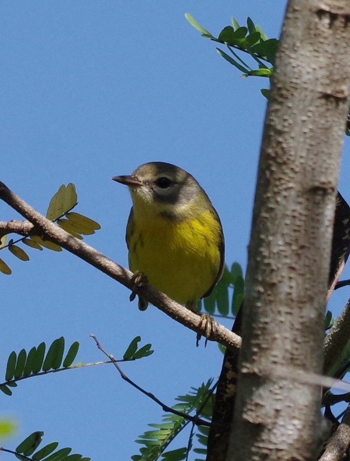 Prairie Warbler - ML628754359