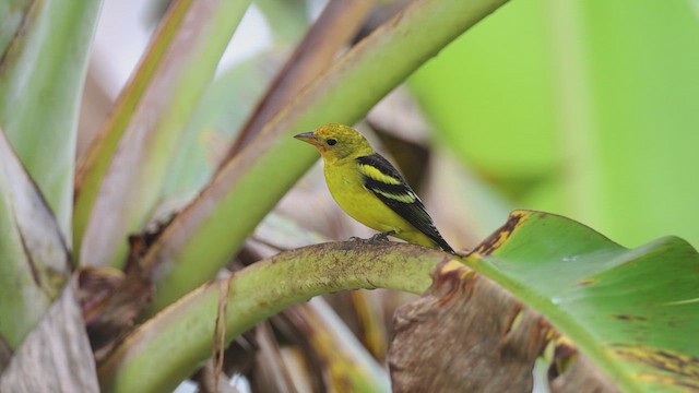 Western Tanager - ML628754378