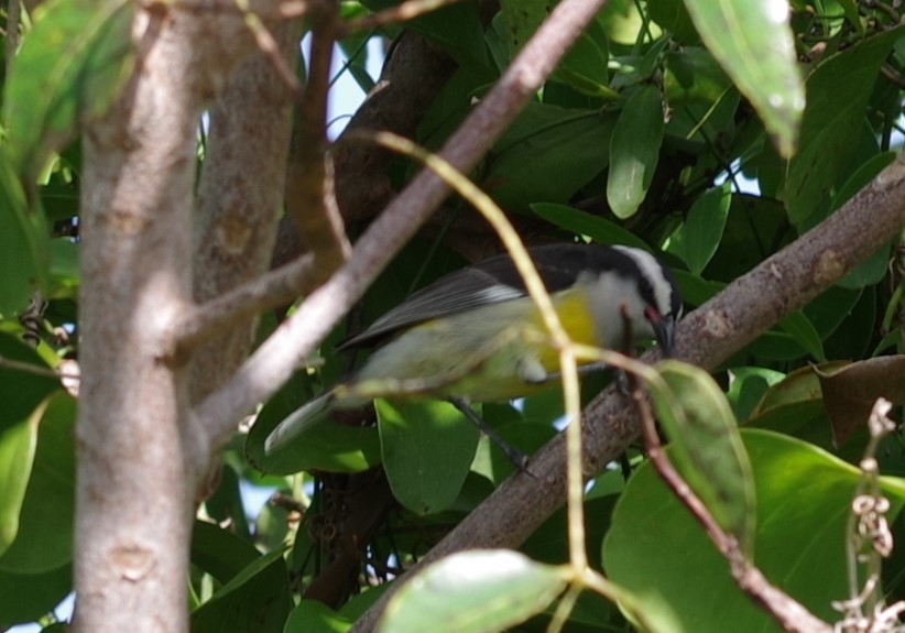 Bananaquit - ML628754393