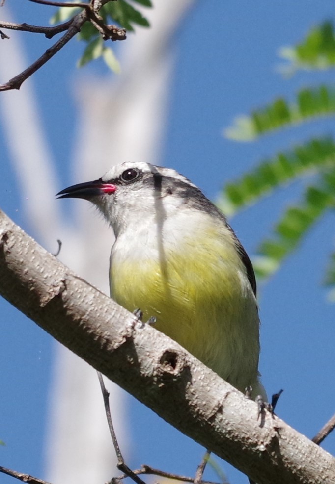 Bananaquit - ML628754394