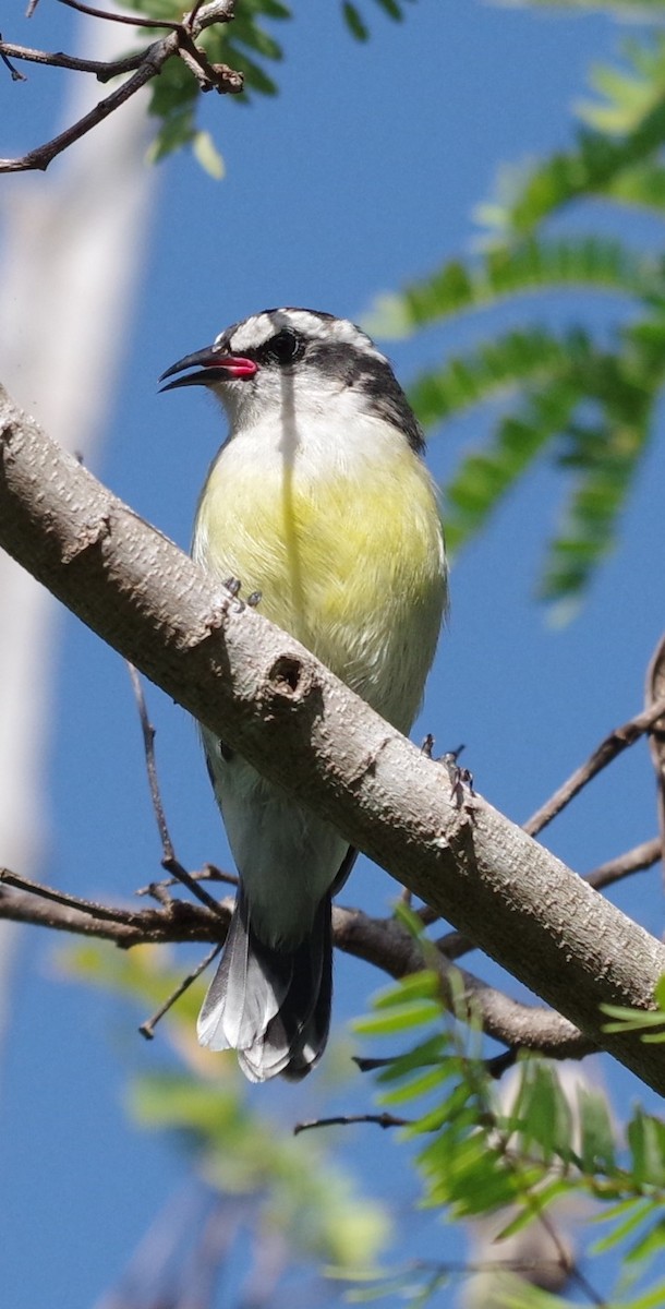Bananaquit - ML628754395