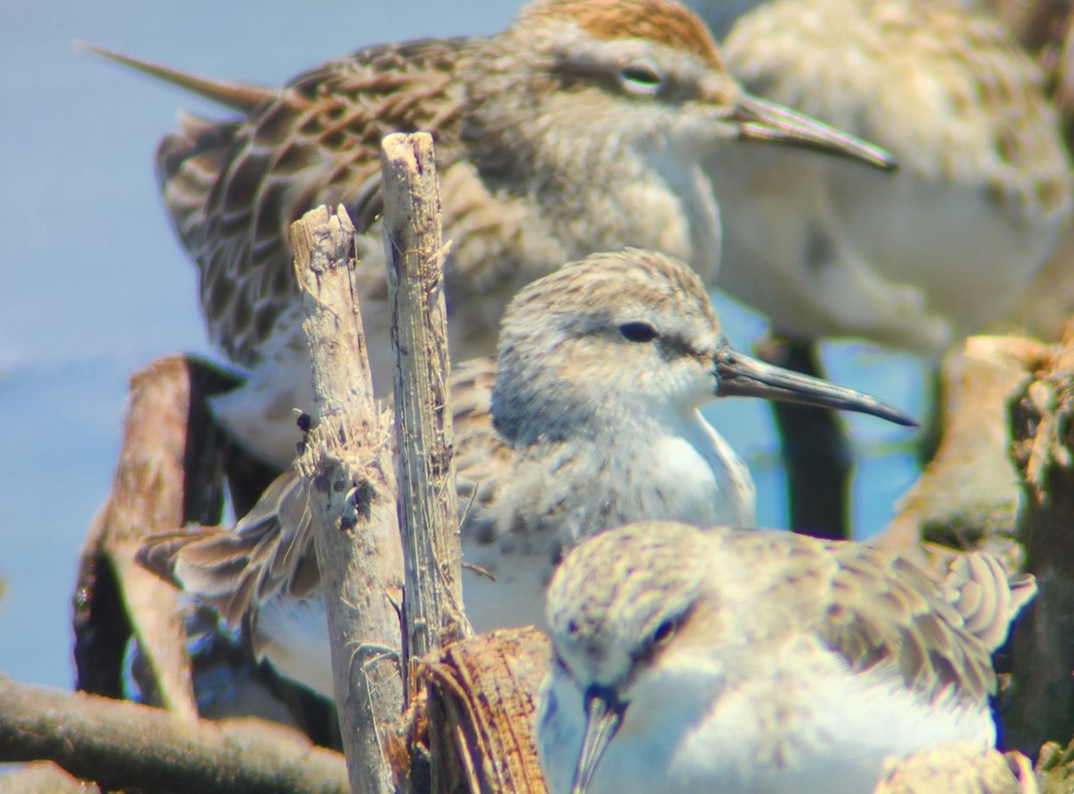 寬嘴鷸 - ML628754420