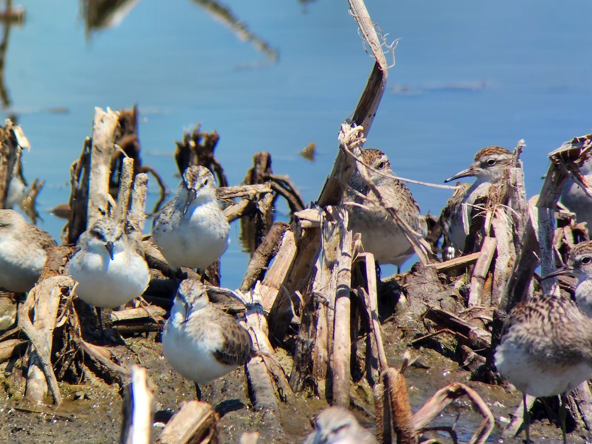 寬嘴鷸 - ML628754431