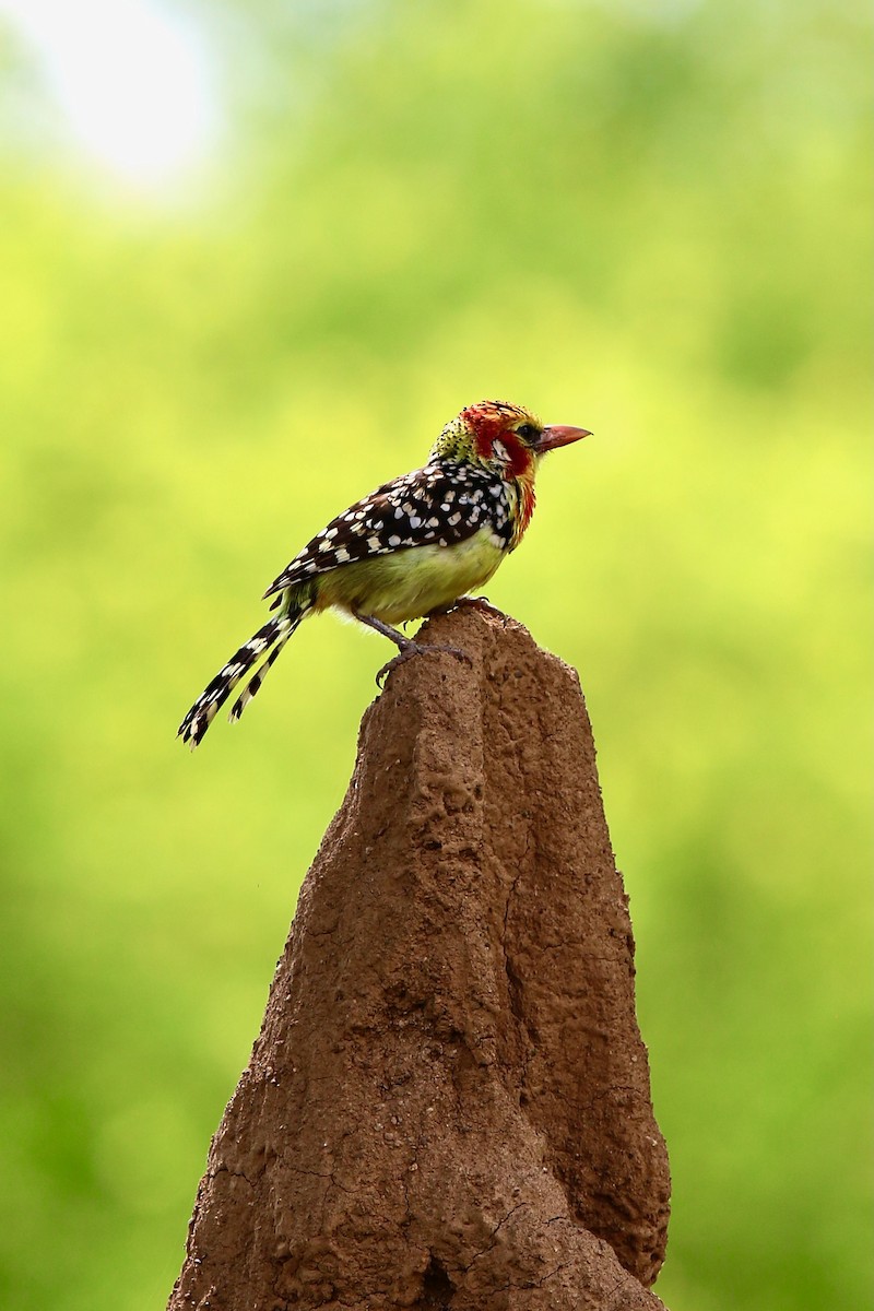 Red-and-yellow Barbet - ML628754455