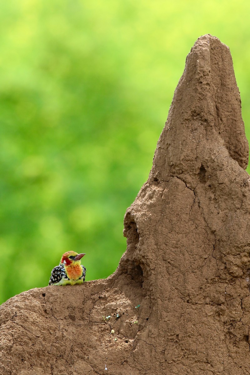 Red-and-yellow Barbet - ML628754456