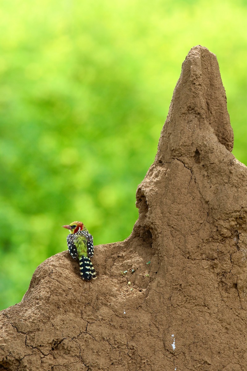 Red-and-yellow Barbet - ML628754457