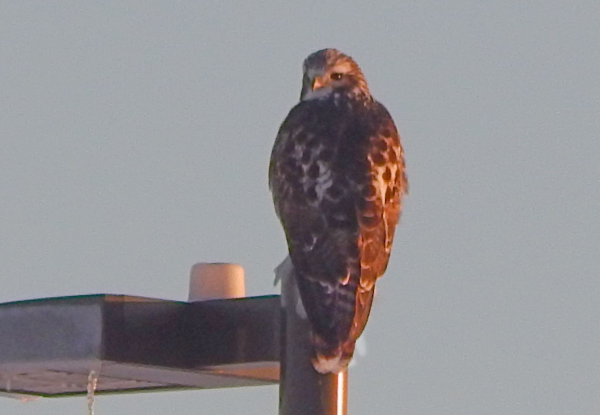 Red-tailed Hawk (Harlan's) - ML628754515