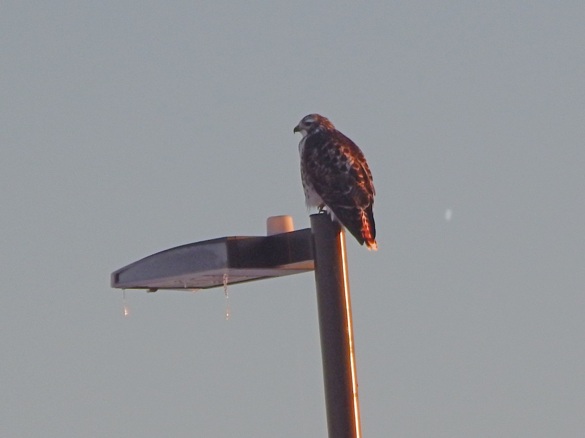 Red-tailed Hawk (Harlan's) - ML628754516